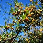 Pyracantha angustifolia Deilen