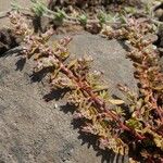 Polygonum plebeium Hábito