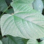 Clerodendrum paniculatum Hoja
