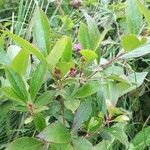 Aronia melanocarpa Плод