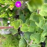 Campanula alliariifolia Leaf