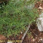 Galium laevigatum 整株植物