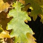 Quercus cerris Blad