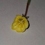 Oenothera stricta Λουλούδι