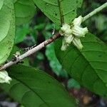 Tricalysia vadensis Fruit