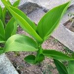 Canna indicaBlatt