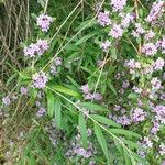 Buddleja alternifolia फूल