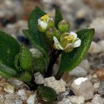 Hornungia procumbens Habitus