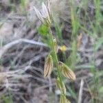 Polygala monspeliaca 花