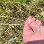 Festuca valesiaca Fruto