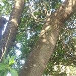 Erythrina amazonica Azala