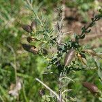 Genista anglica Ffrwyth