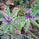 Cardamine glanduligera Flors