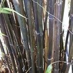 Phyllostachys nigra Kůra