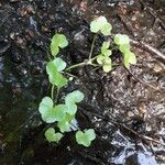 Ranunculus hederaceus Leaf