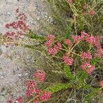 Crassula sarcocaulis Flower