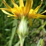 Scorzonera humilis Kvet