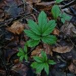 Cardamine heptaphyllaLehti