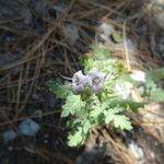 Phacelia ramosissima 形態