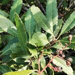 Photinia arbutifolia Hedelmä