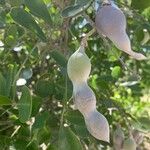 Sophora secundiflora Vrucht