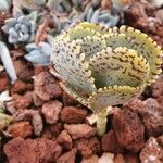 Kalanchoe marmorata Leaf