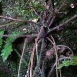 Thelypteris leprieurii Други