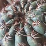 Gymnocalycium pflanzii 葉