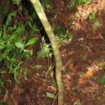 Ocotea atirrensis Hábito