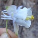 Aquilegia fragrans Цветок