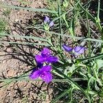 Tradescantia occidentalis Flower