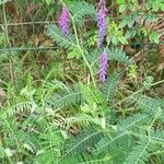 Vicia incana 花