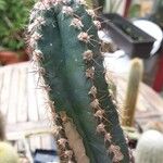 Cereus hildmannianus Liść