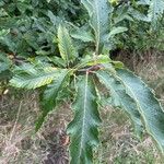 Castanea sativa Leaf