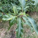 Castanea sativa Лист