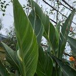 Canna × hybrida Leaf