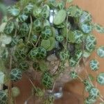 Peperomia prostrataLeaf