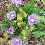 Stokesia laevis 花