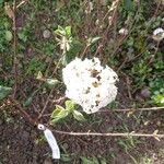 Viburnum × burkwoodii