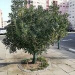 Pittosporum tobira Hàbitat