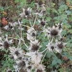 Eryngium giganteum Blüte