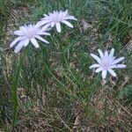 Podospermum purpureum 形態