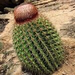 Melocactus intortus موطن