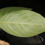 Barleria oenotheroides Leht