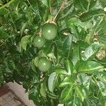 Passiflora edulis Плод