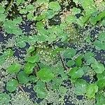 Hydrocotyle ranunculoides Лист