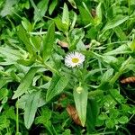 Erigeron speciosus Habit