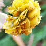 Trifolium aureum Flower