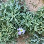 Marcus-kochia littorea Flower