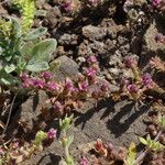 Polygonum plebeium Hábito